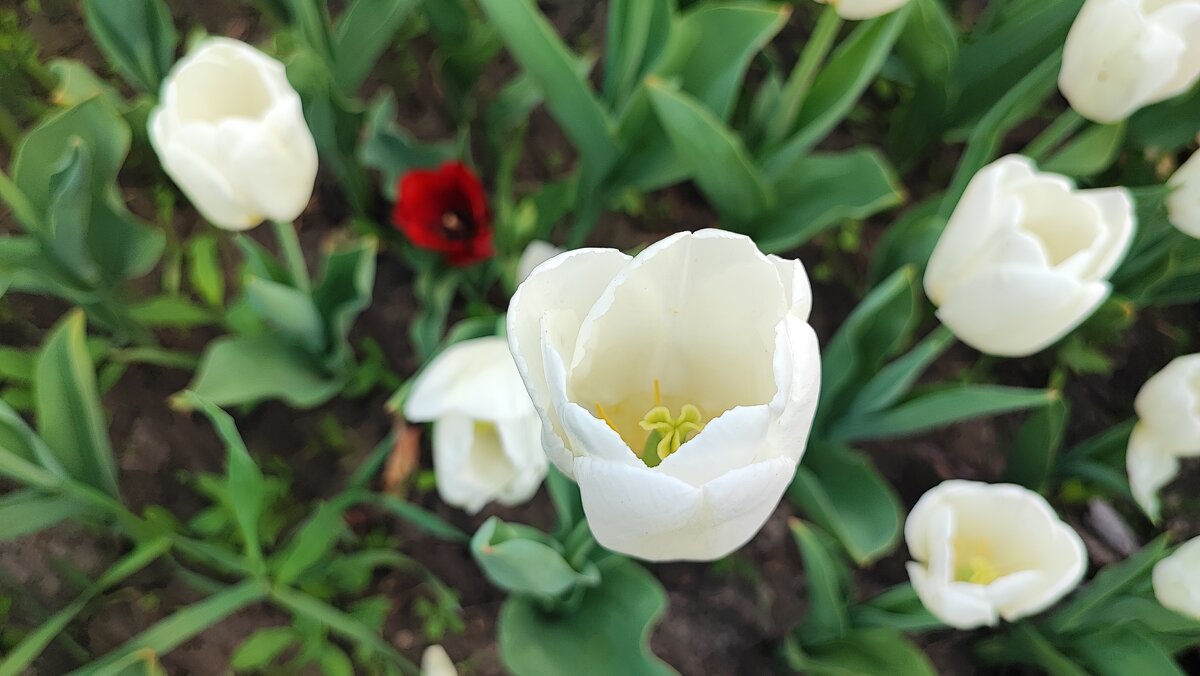 ,,, - Сергей Тимоновский