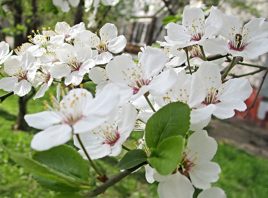 Вишня цветёт - торжественно и скромно. - Ольга Довженко