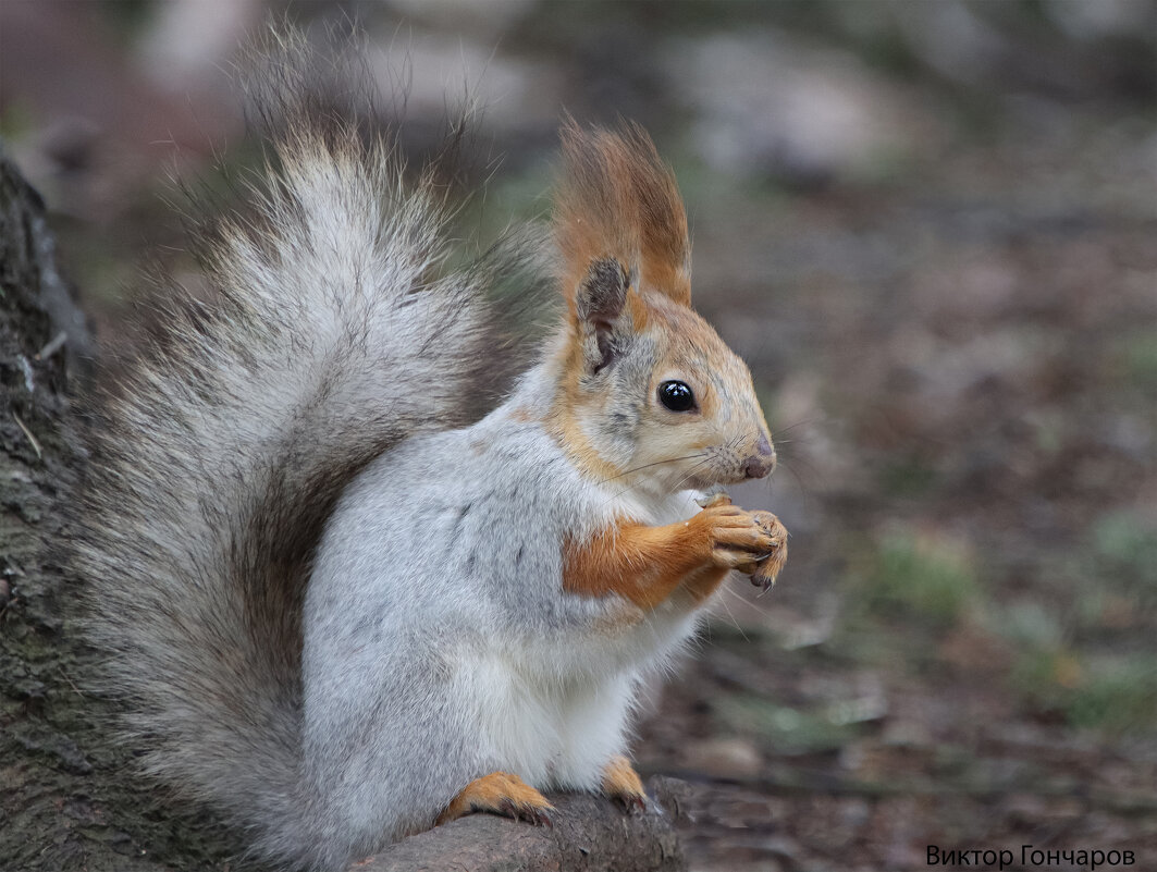 белка - Laryan1 