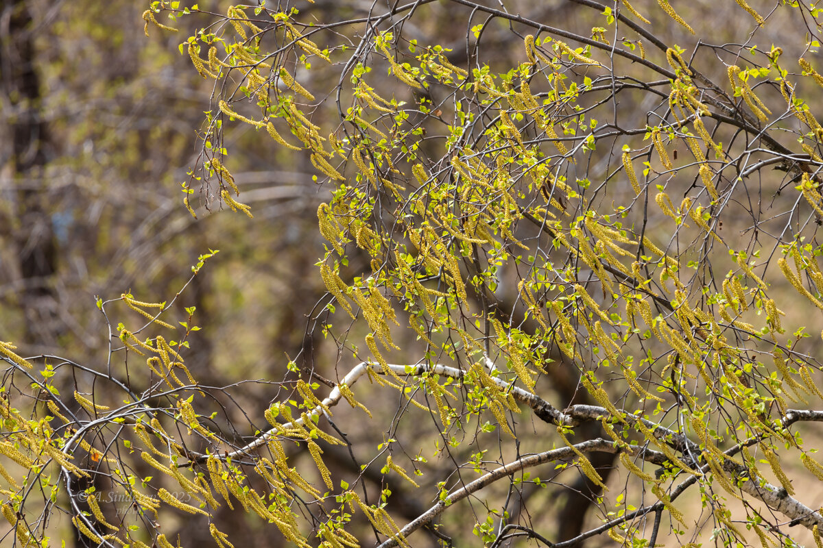 Берёзовые ветке в серёжках - Александр Синдерёв