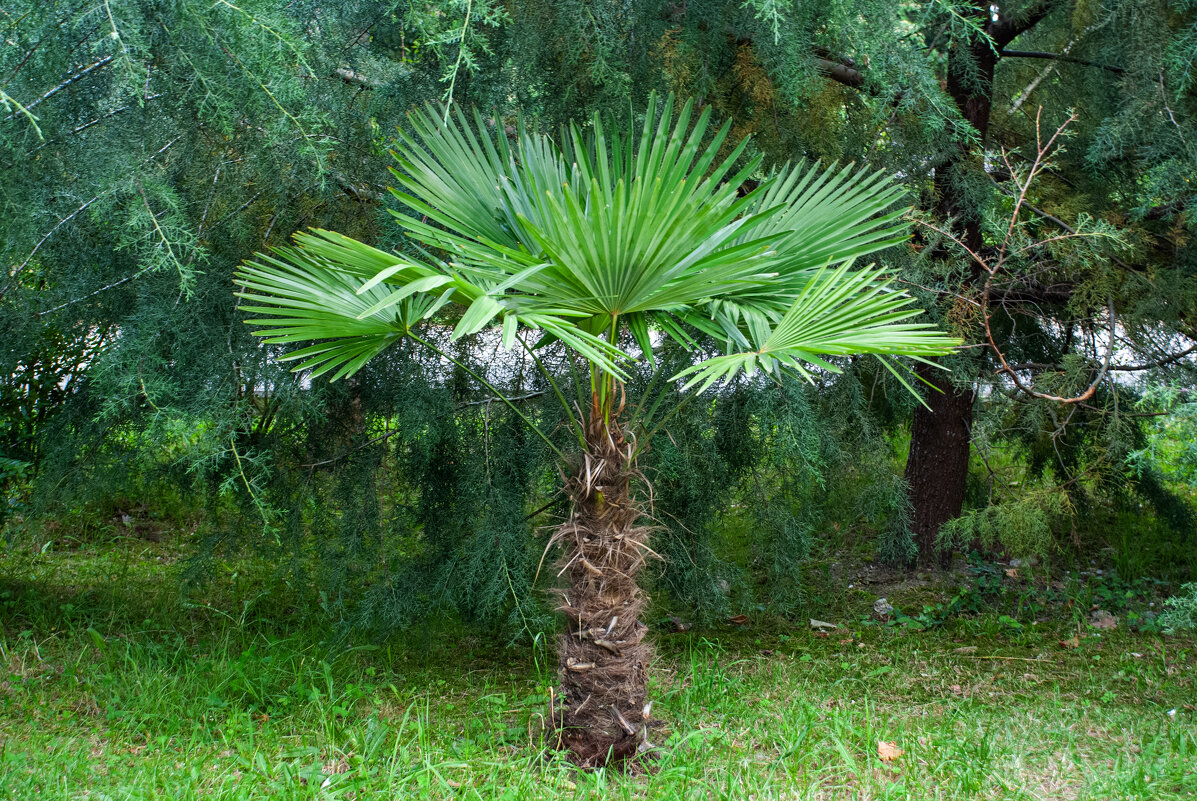 Пальма - Геннадий Фадеев