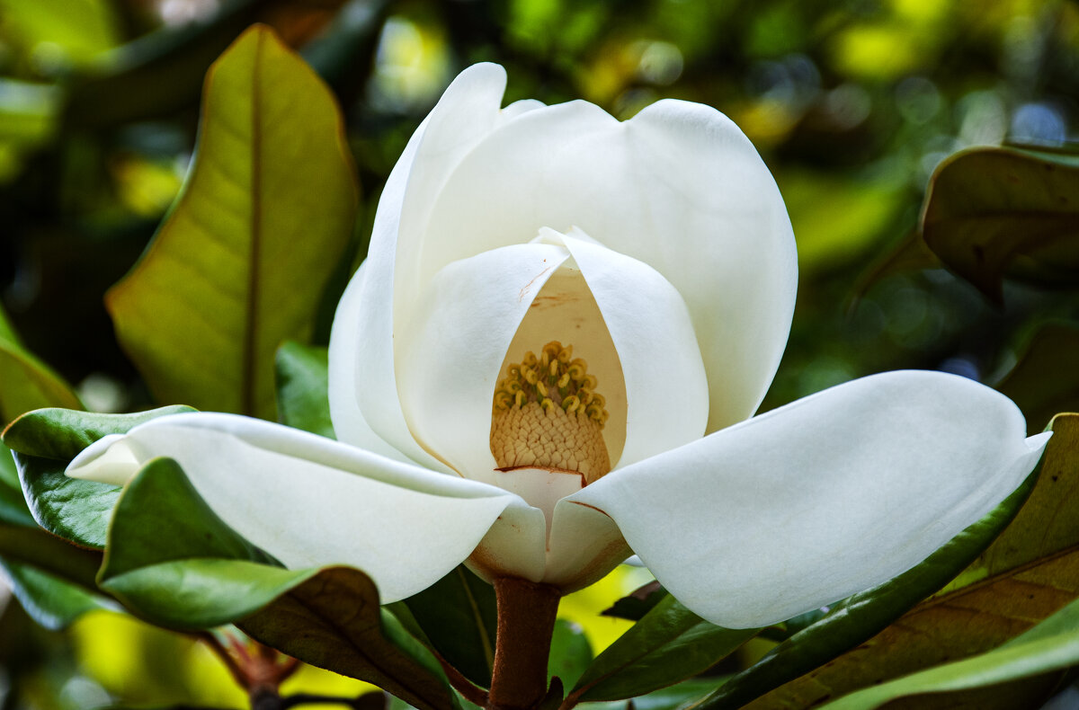 Цветок - Геннадий Фадеев Цветок - Геннадий Фадеев