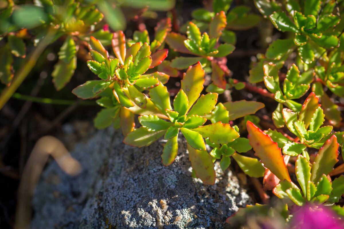 Краски лета. - Алексей Трухин