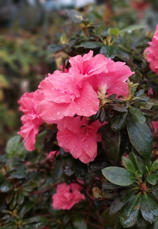 Азалия в росе - ИРЭН@ . Азалия в росе - ИРЭН@ .