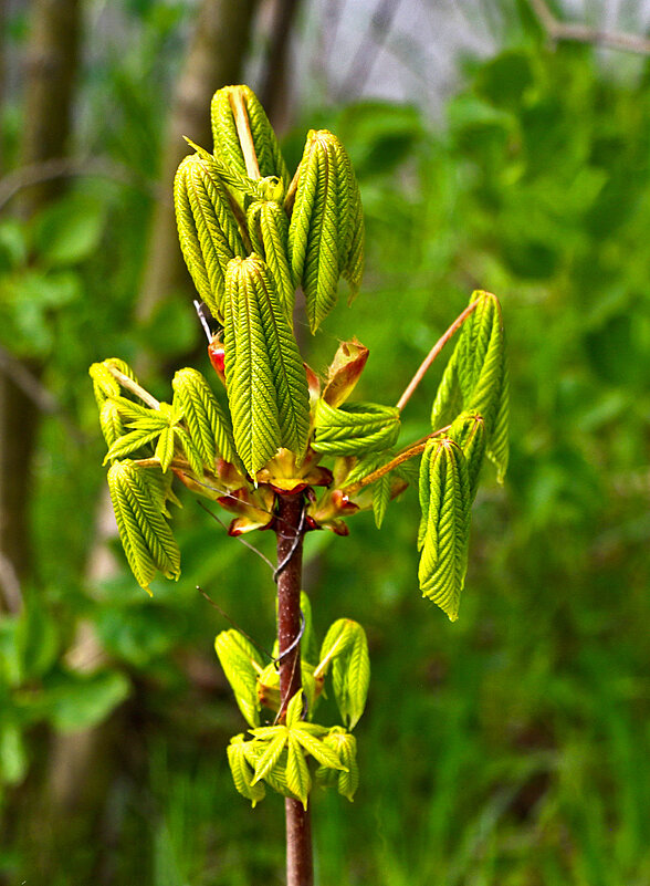 Каштанчик просыпается - Светлана 