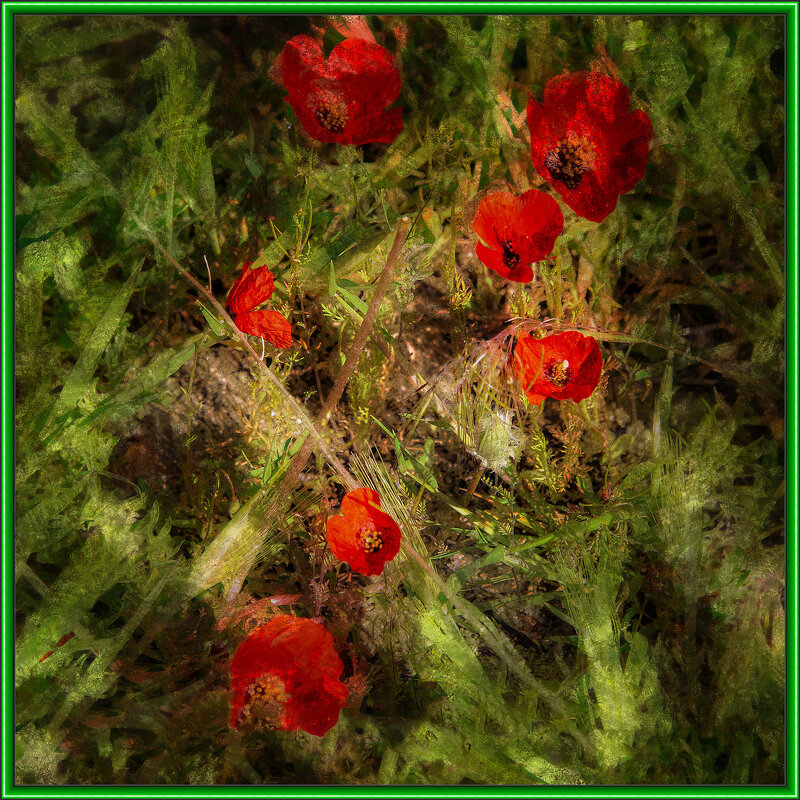 Маки - Анатолий Чикчирный