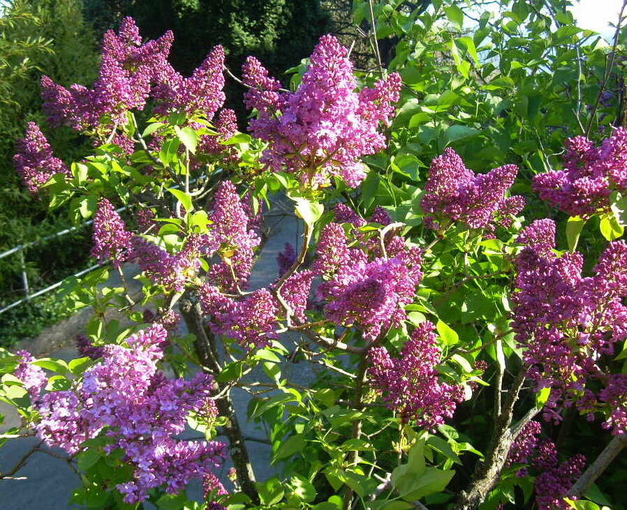 В нашем городе зацвела сирень к майским праздникам - Татьяна Р В нашем городе зацвела сирень к майским праздникам - Татьяна Р