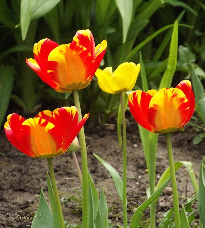 Тюльпаны - Freddy 97 Тюльпаны - Freddy 97