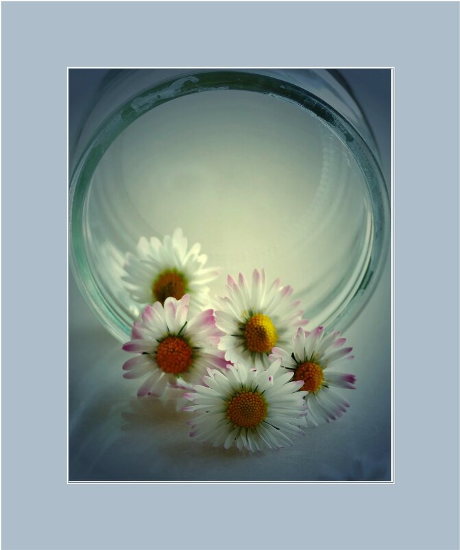 РОМАШКИ.... - Elvira E. 