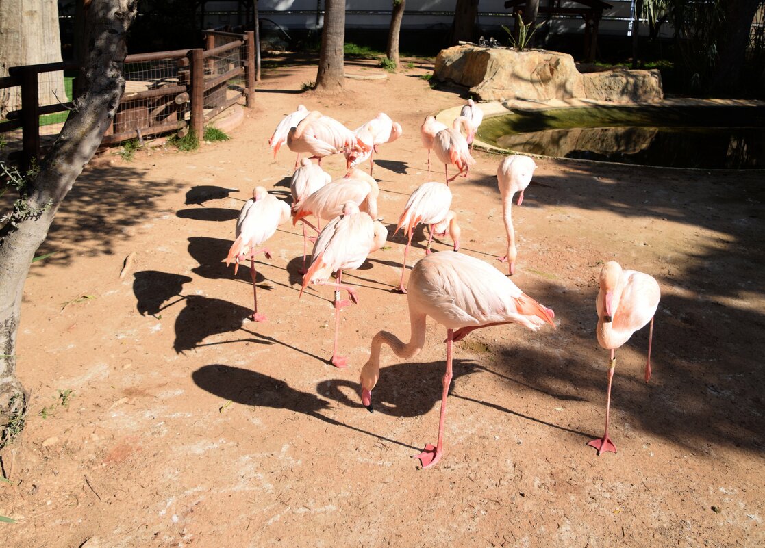 На одной ноге - Oleg4618 Шутченко