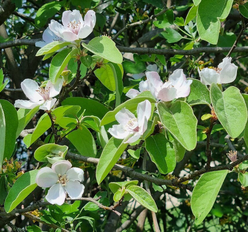 Зацвела айва - Наталья Зацвела айва - Наталья