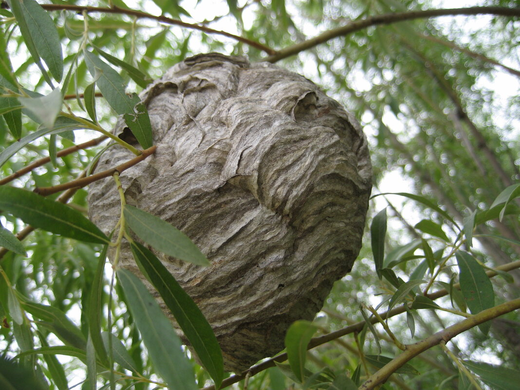 Осиное гнездо - Anna Ivanova