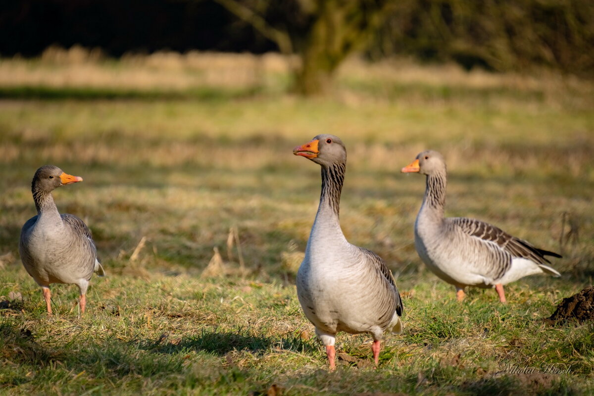 Всё под контролем... - Николай Гирш Всё под контролем... - Николай Гирш