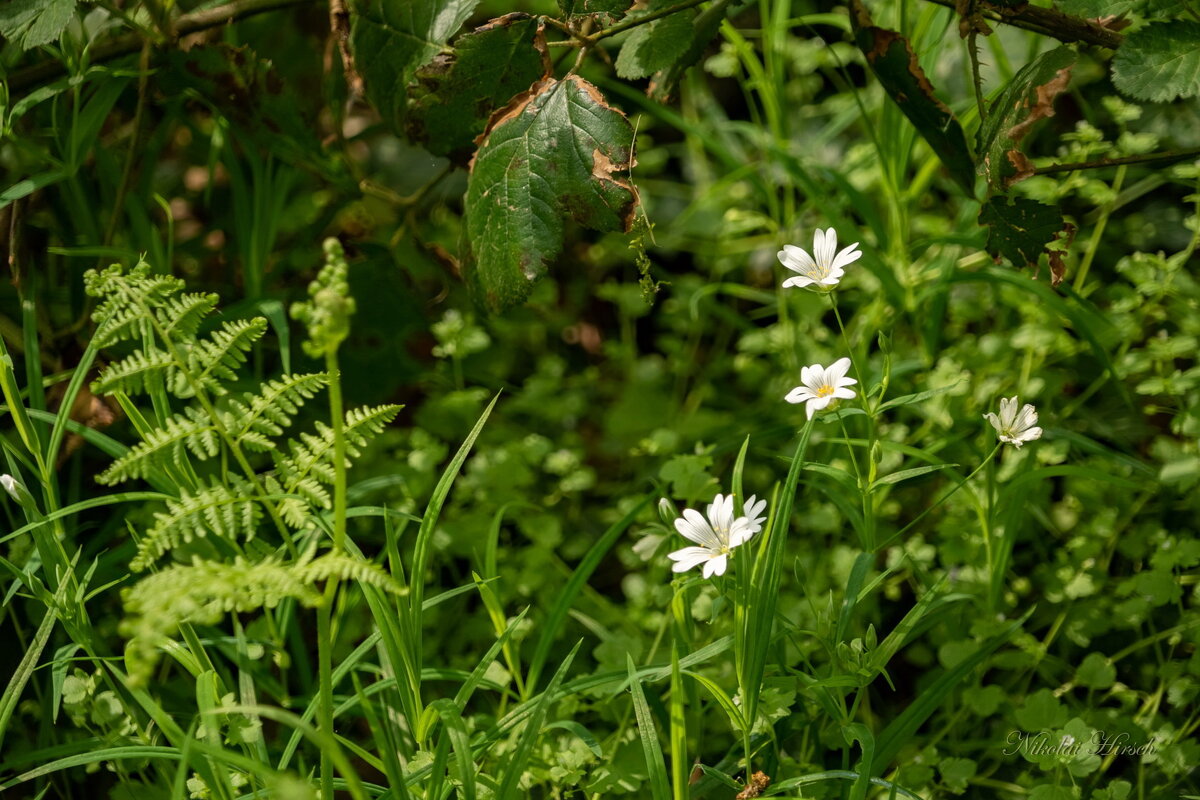 Лесная нежность... - Николай Гирш Лесная нежность... - Николай Гирш