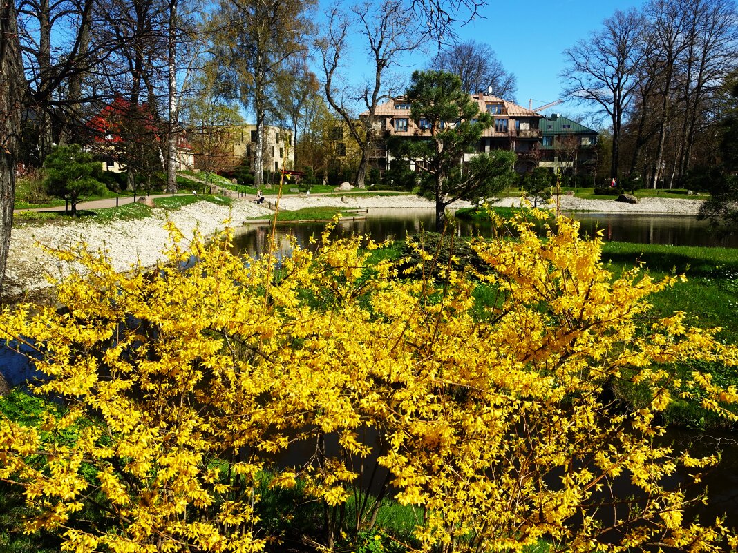 Цветение форзиции около пруда Японского сада Кадриорга - Aida10 Цветение форзиции около пруда Японского сада Кадриорга - Aida10