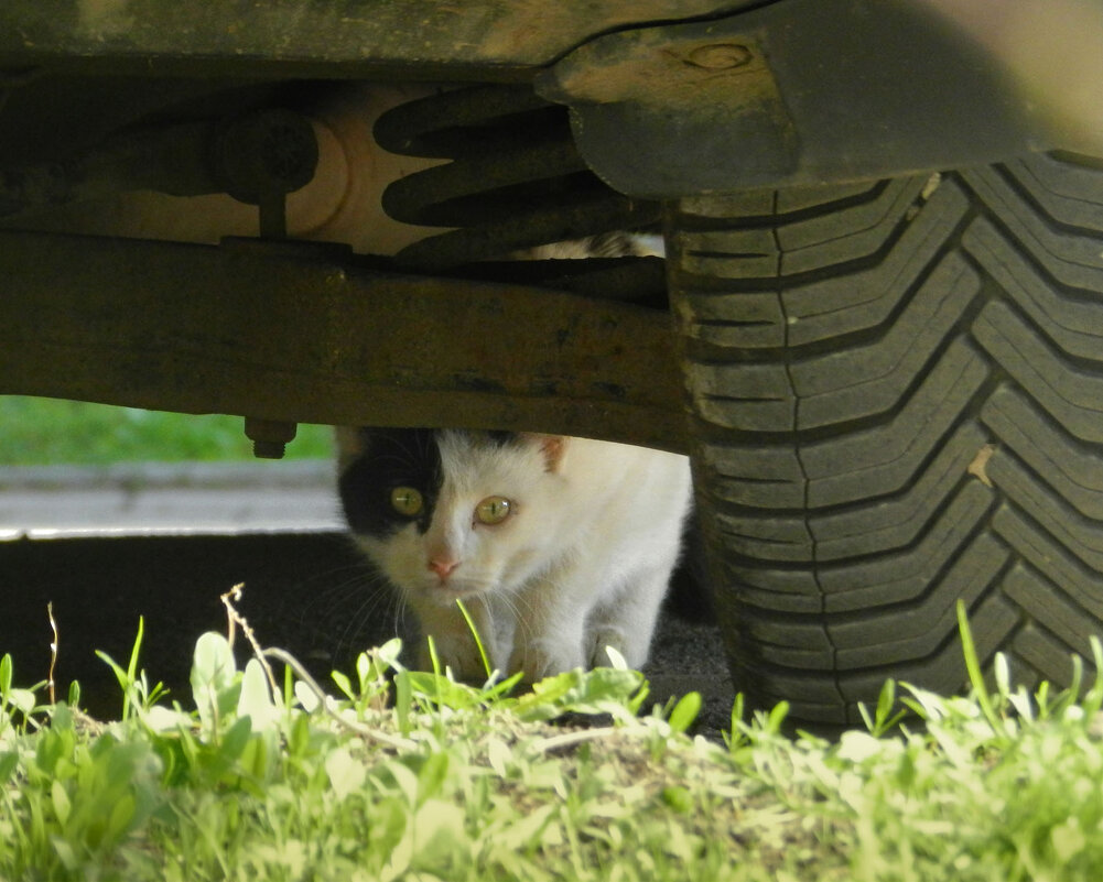 испугался спрятался - Лера испугался спрятался - Лера