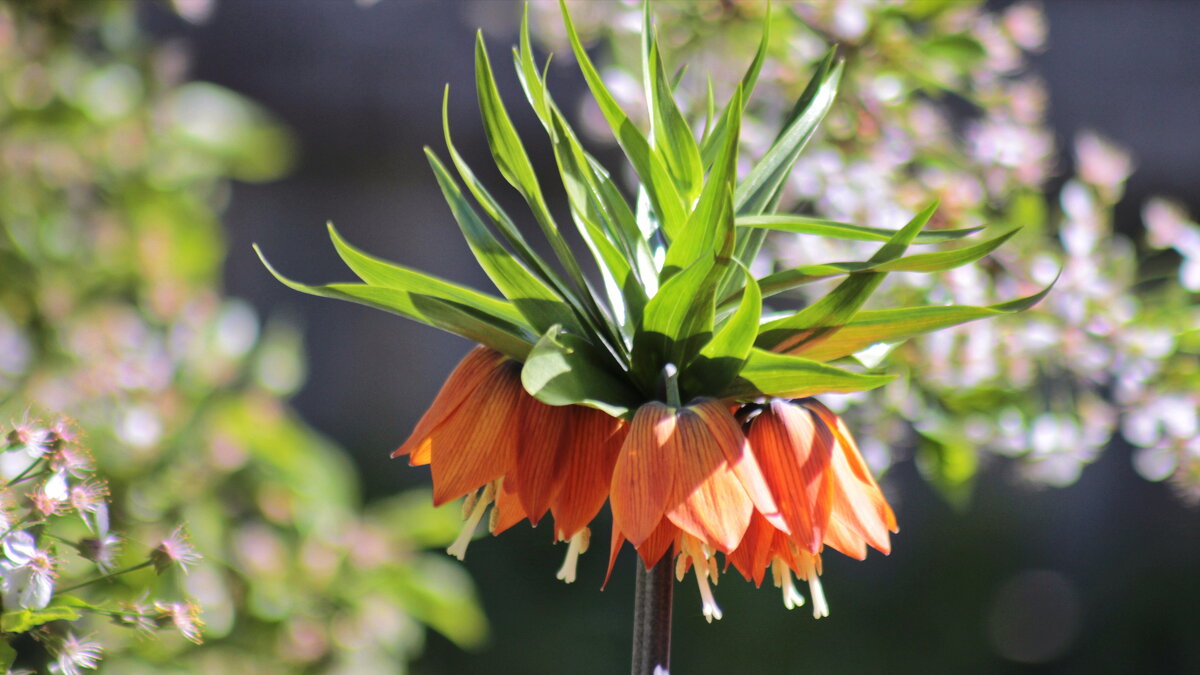 Рябчик императорский. - Игорь Родионов Рябчик императорский. - Игорь Родионов