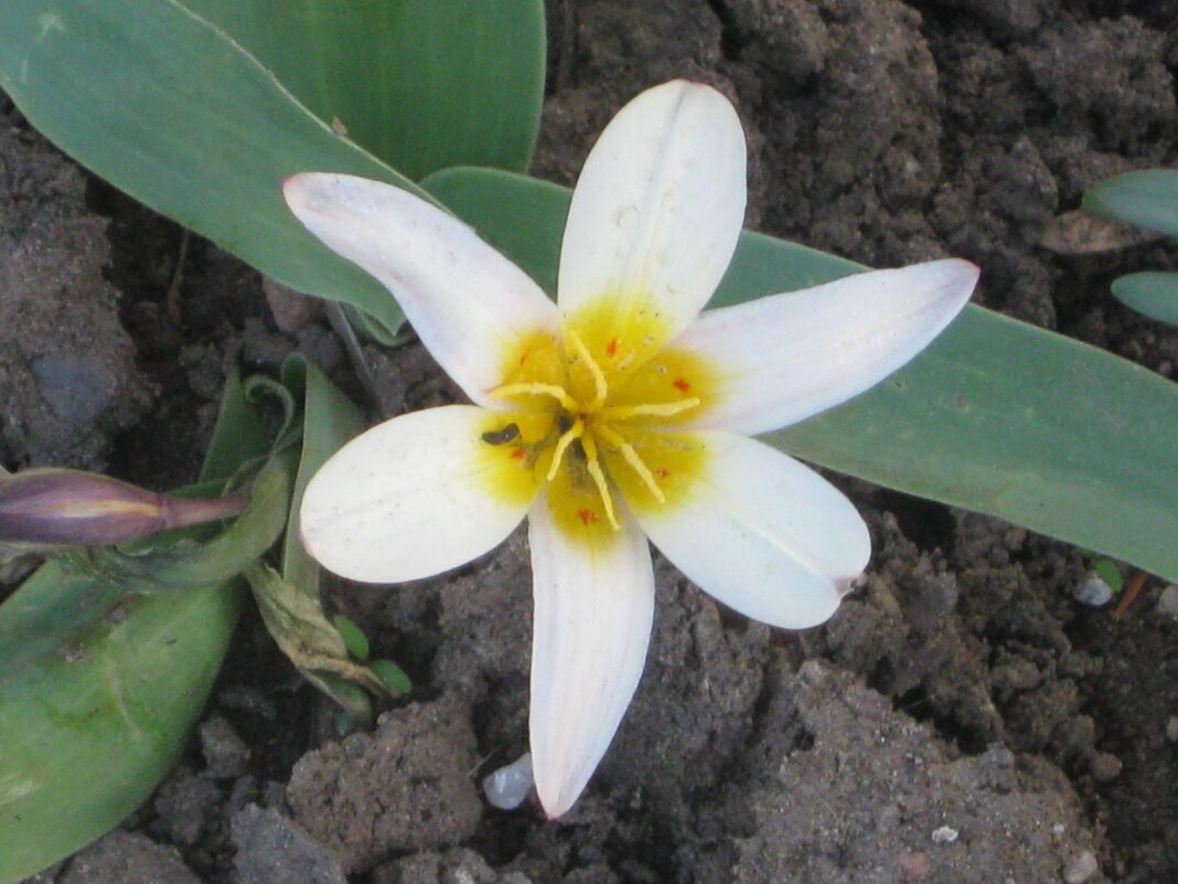 Тюльпан Кауфмана - Дмитрий Никитин