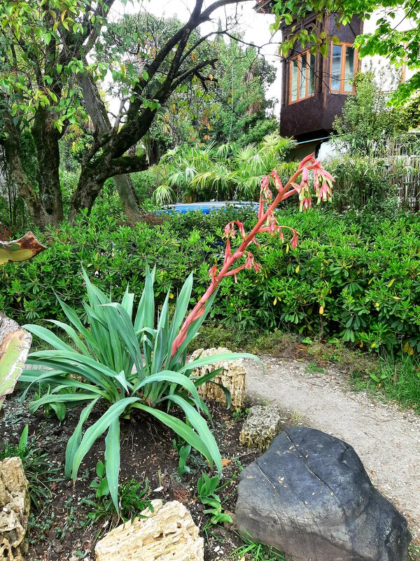 Мексиканская лилия -Бешорнерия - Tata Wolf Мексиканская лилия -Бешорнерия - Tata Wolf