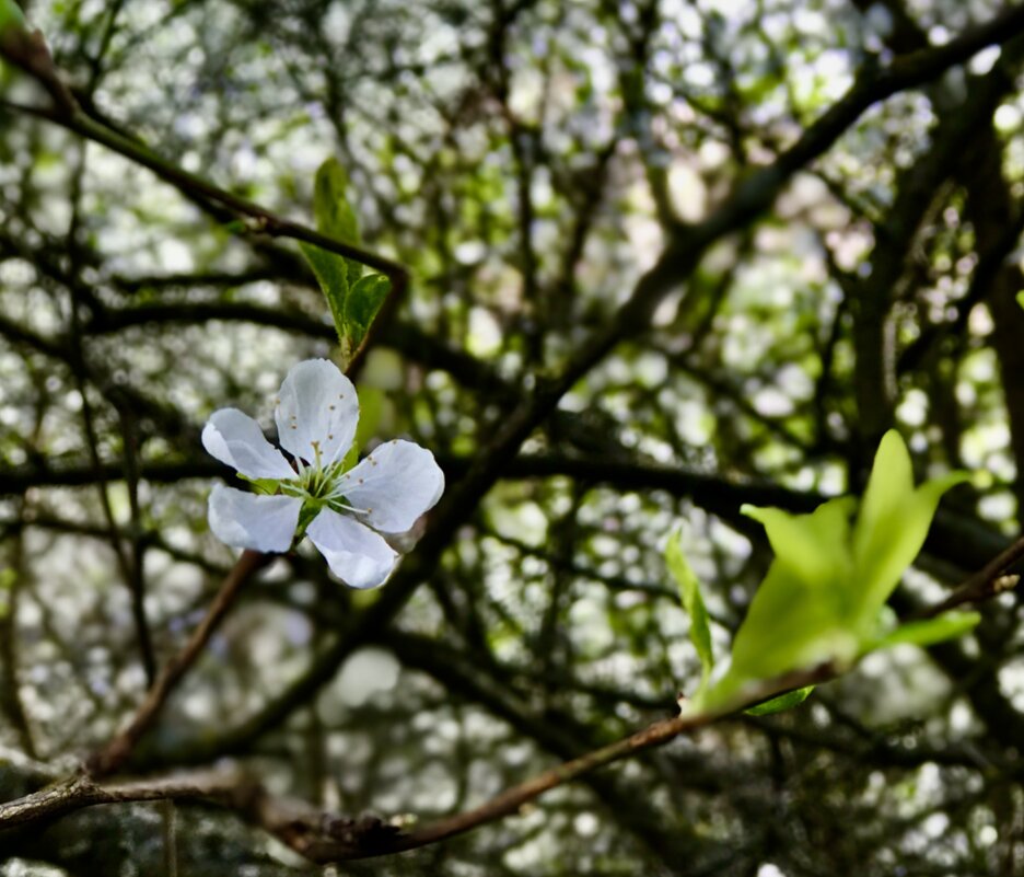 Вишенка) - Любовь 
