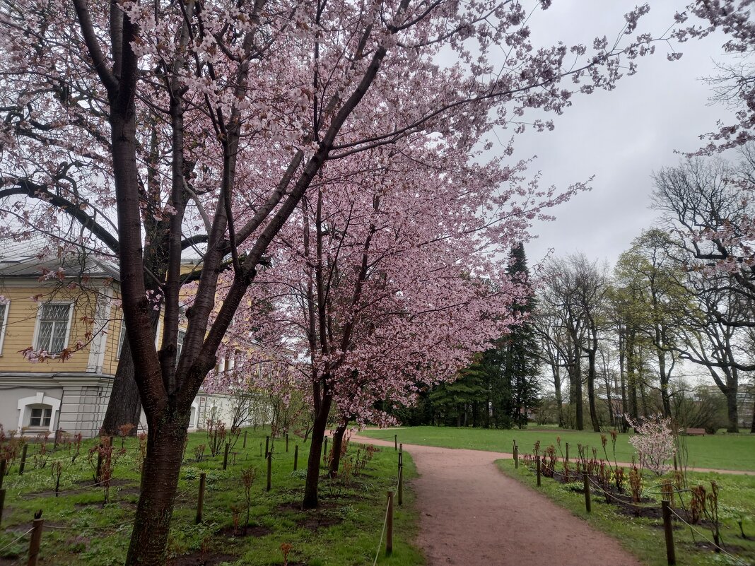 Сакура - Сапсан 