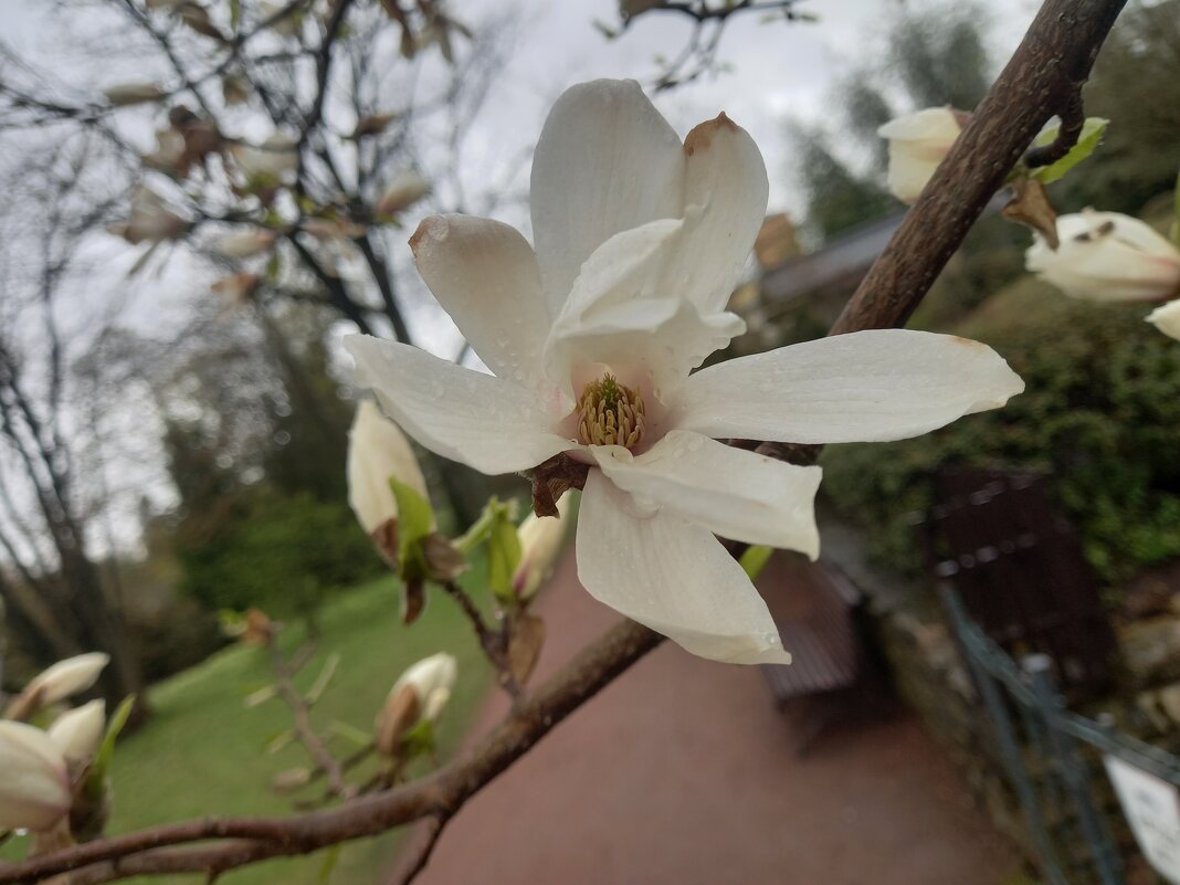 Магнолия - Сапсан 