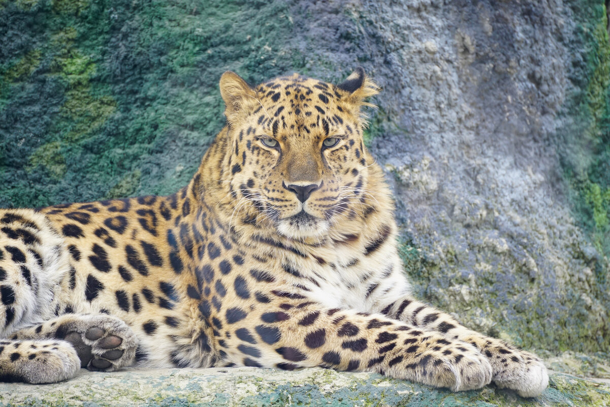 *** - Иван Литвинов *** - Иван Литвинов