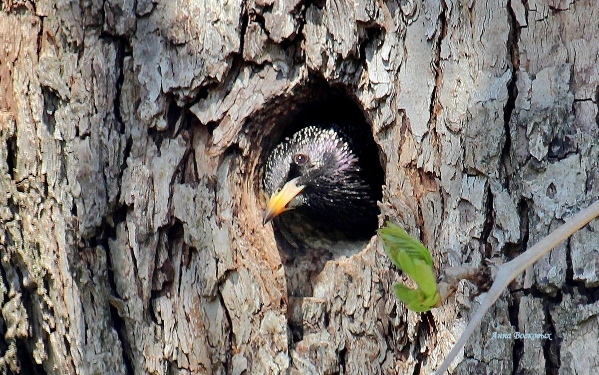 Самочка скворца в своём гнезде. - Восковых Анна Васильевна 