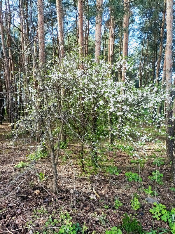 Завела вишня - Veera V