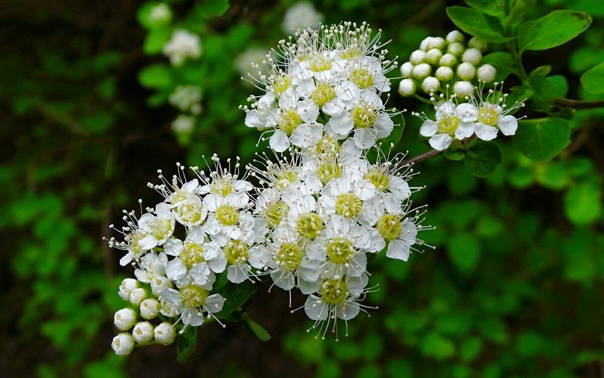 Весны цветение - Милешкин Владимир Алексеевич Весны цветение - Милешкин Владимир Алексеевич