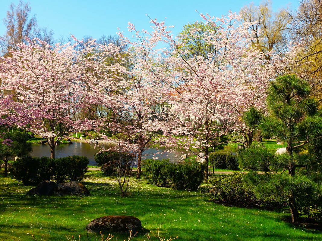 Цветение сакуры в Японском саду Кадриорга - Aida10 Цветение сакуры в Японском саду Кадриорга - Aida10