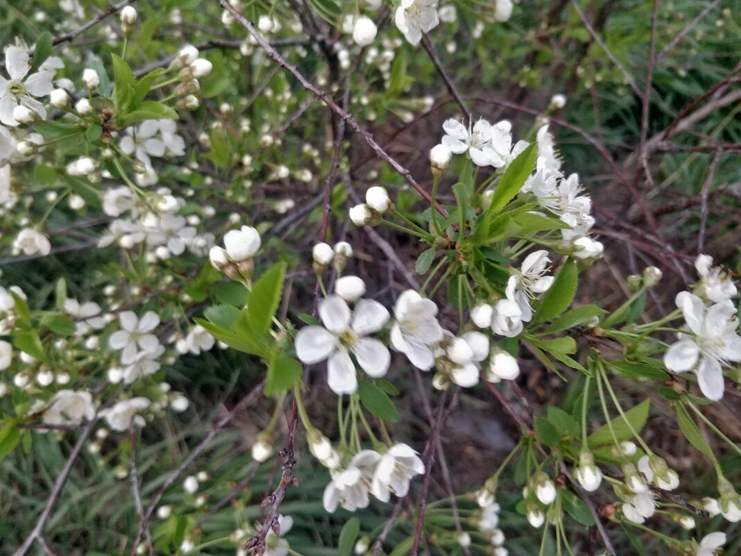 Цветёт вишня - Андрей Хлопонин Цветёт вишня - Андрей Хлопонин