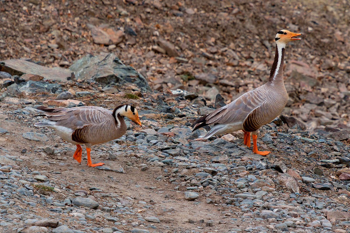 Горный гусь. - Евгений Голубев