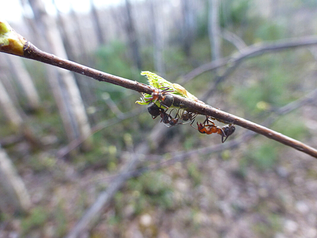 Май...Муравьи-сладкоежки! - Владимир Май...Муравьи-сладкоежки! - Владимир