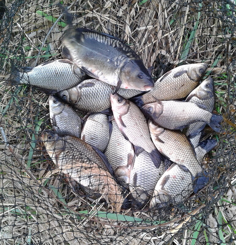 Уловчик. - сергей ермошкин Уловчик. - сергей ермошкин