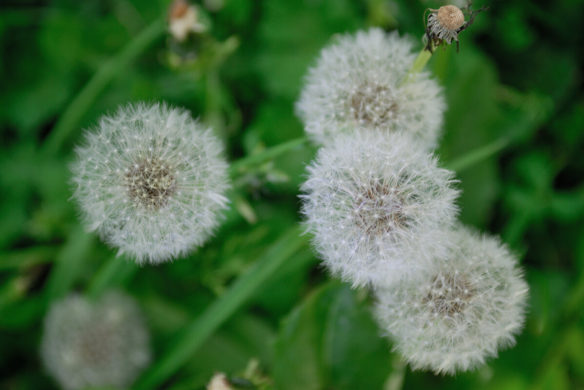 Похолодание одуванчикам не помеха.... - Referee (Дмитрий) Похолодание одуванчикам не помеха.... - Referee (Дмитрий)