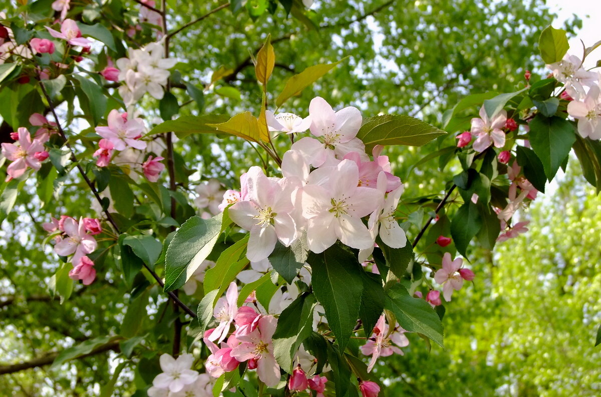 Один раз в год ... - Фёдор Меркурьев Один раз в год ... - Фёдор Меркурьев