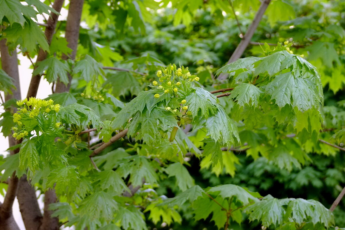 КлёнЪ - Фёдор Меркурьев