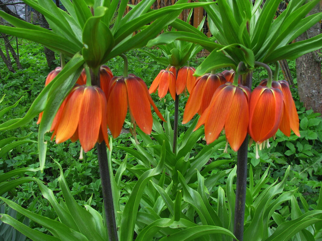 Красота в саду - Людмила Смородинская