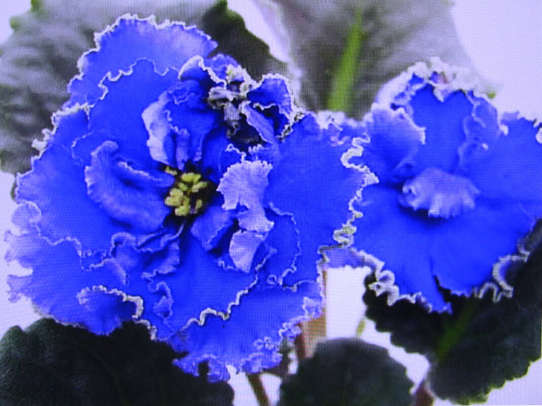 Красивая фиалка - Людмила Смородинская