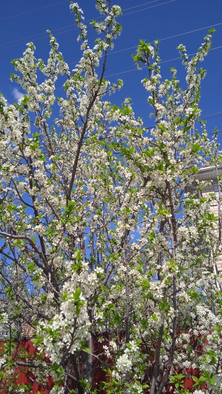 Ах, апрель ! - Елена Шаламова