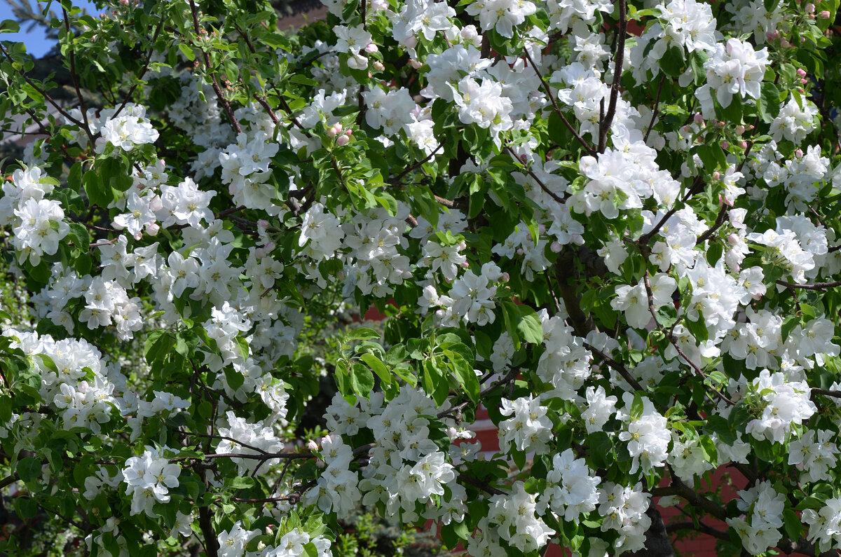 Москва. Парк Зарядье. Апрель. - Наташа *****