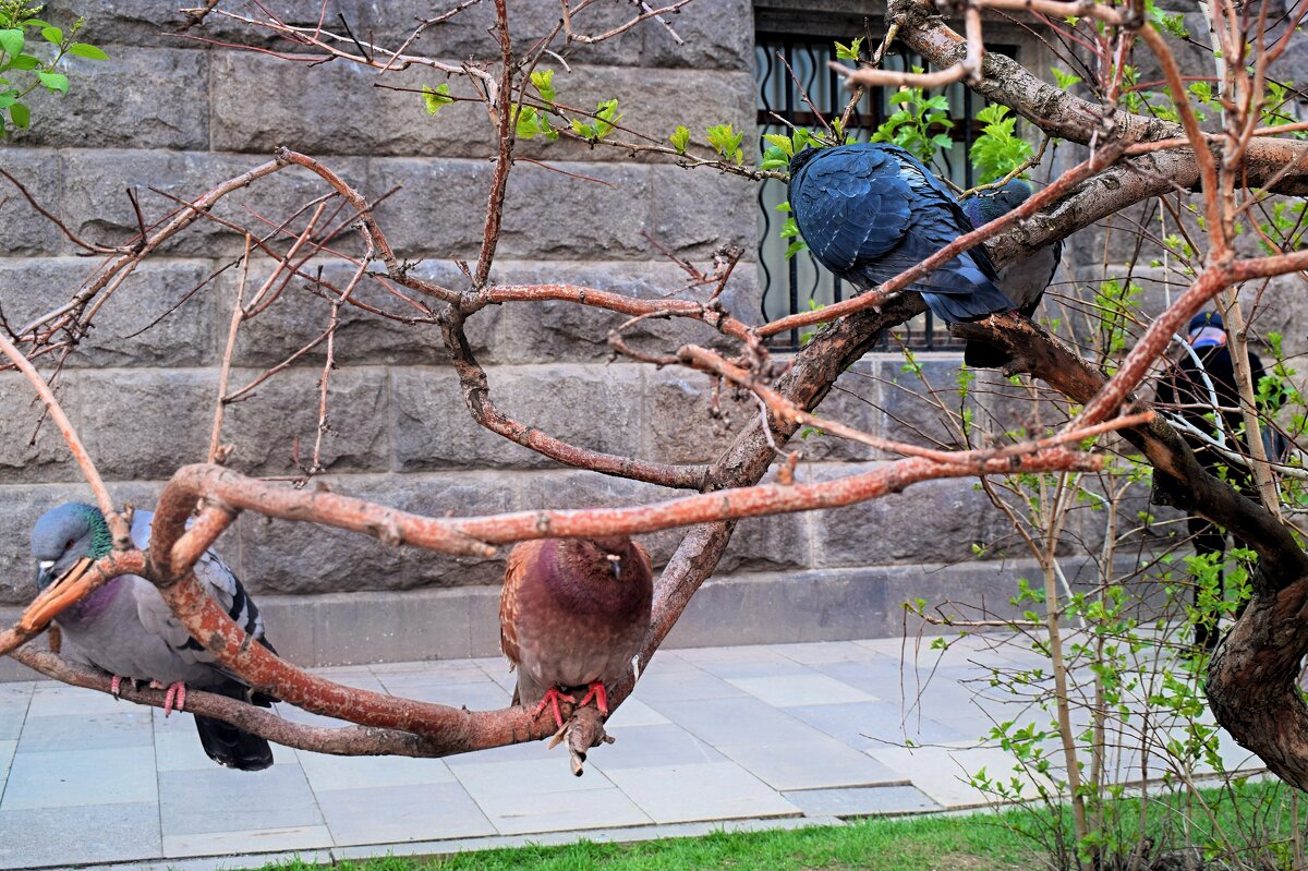 Ошалевшие от холода голуби. - Татьяна Помогалова Ошалевшие от холода голуби. - Татьяна Помогалова