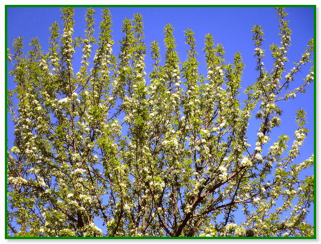 Весенний этюд. - Ольга Довженко