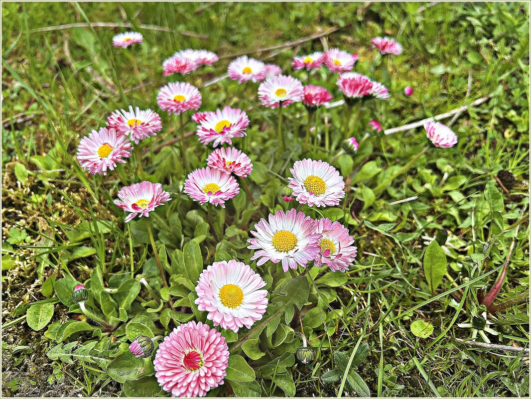 Маргаритки. - Валерия Комова