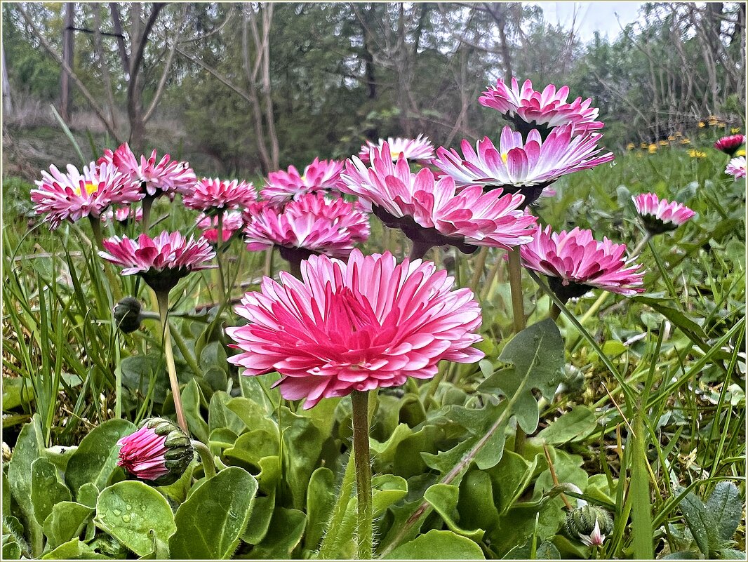 Весеннее. - Валерия Комова Весеннее. - Валерия Комова