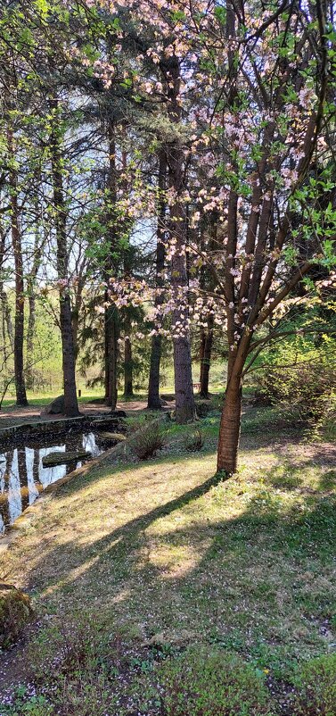 осыпается сакура - ИРЭН@ .