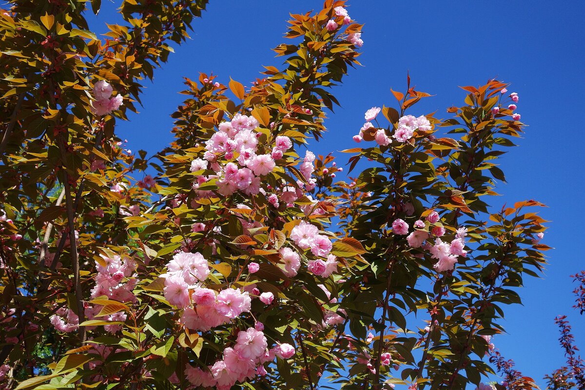 Цветет Вишня мелкопильчатая - Рита Симонова Цветет Вишня мелкопильчатая - Рита Симонова