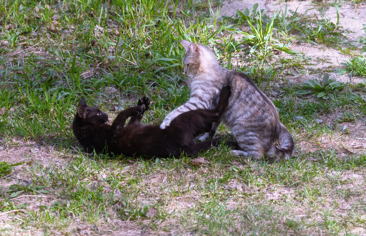 СЕЙЧАС ТЫ У МЕНЯ ПОЛУЧИШЬ, ТРУСЛИВЫЙ ПЁС! :-))) - Володька Завитушкин СЕЙЧАС ТЫ У МЕНЯ ПОЛУЧИШЬ, ТРУСЛИВЫЙ ПЁС! :-))) - Володька Завитушкин