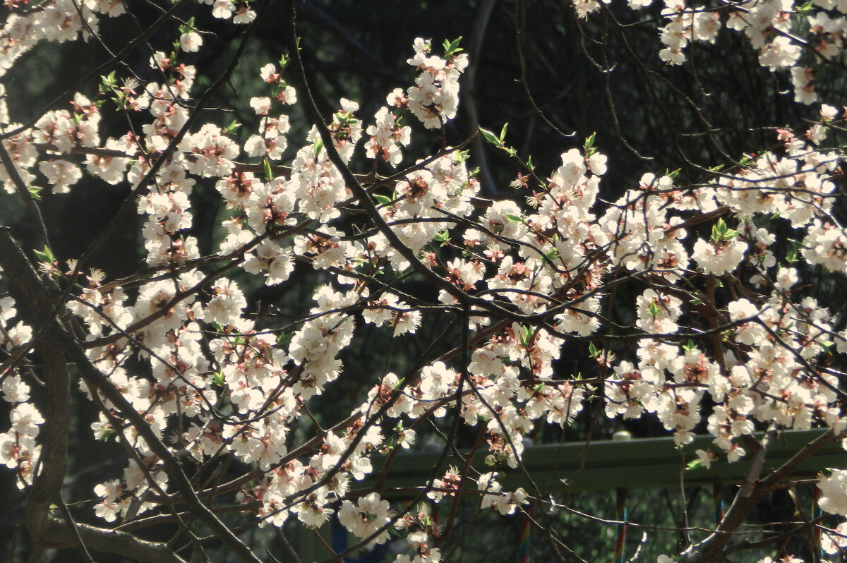 *** - Лера *** - Лера